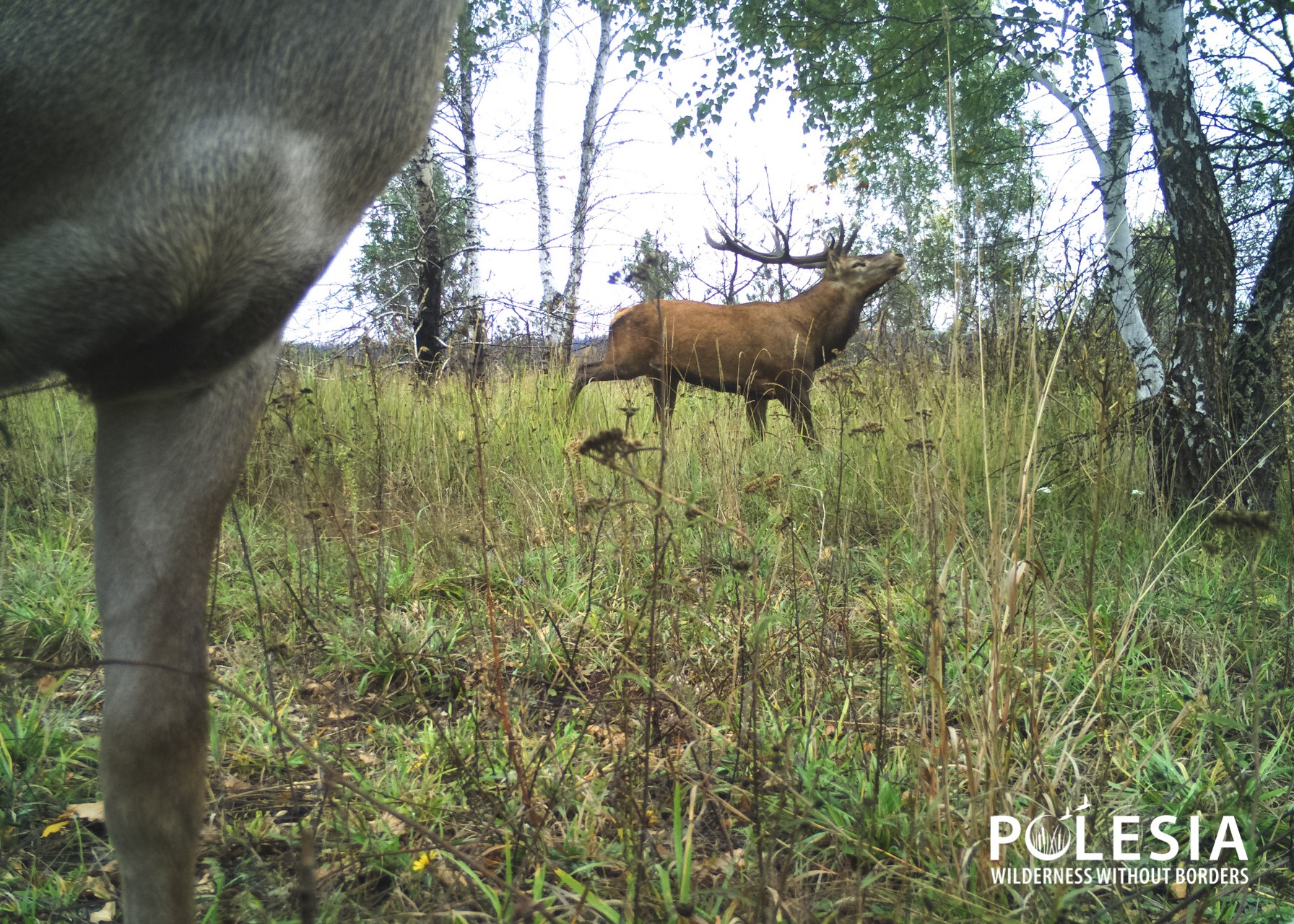 У Чорнобилі показали рідкісну шляхетну тварину, яка давно зникла