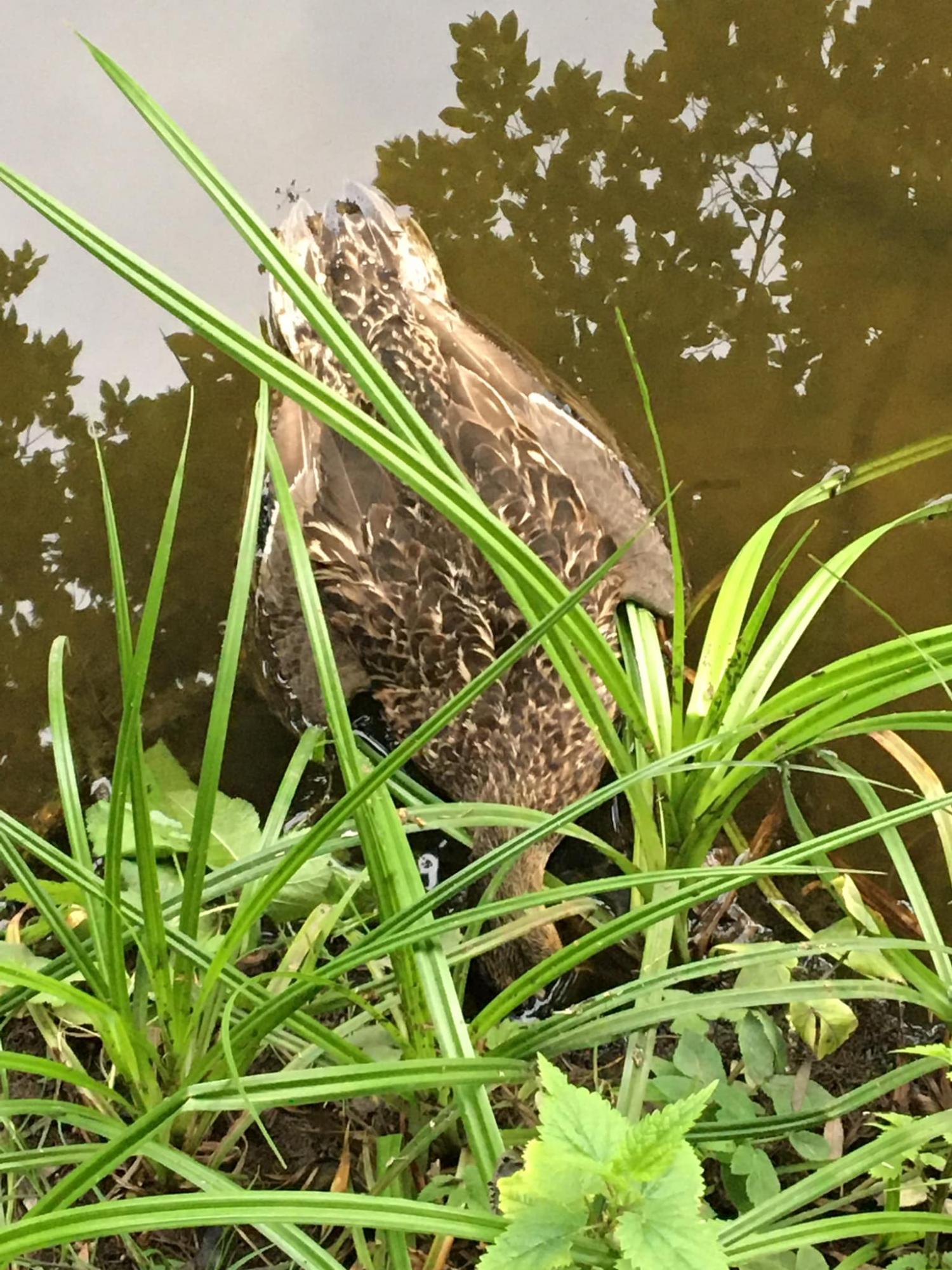 На ставках у Києві масово загинули качки і риба: що сталося (фото)