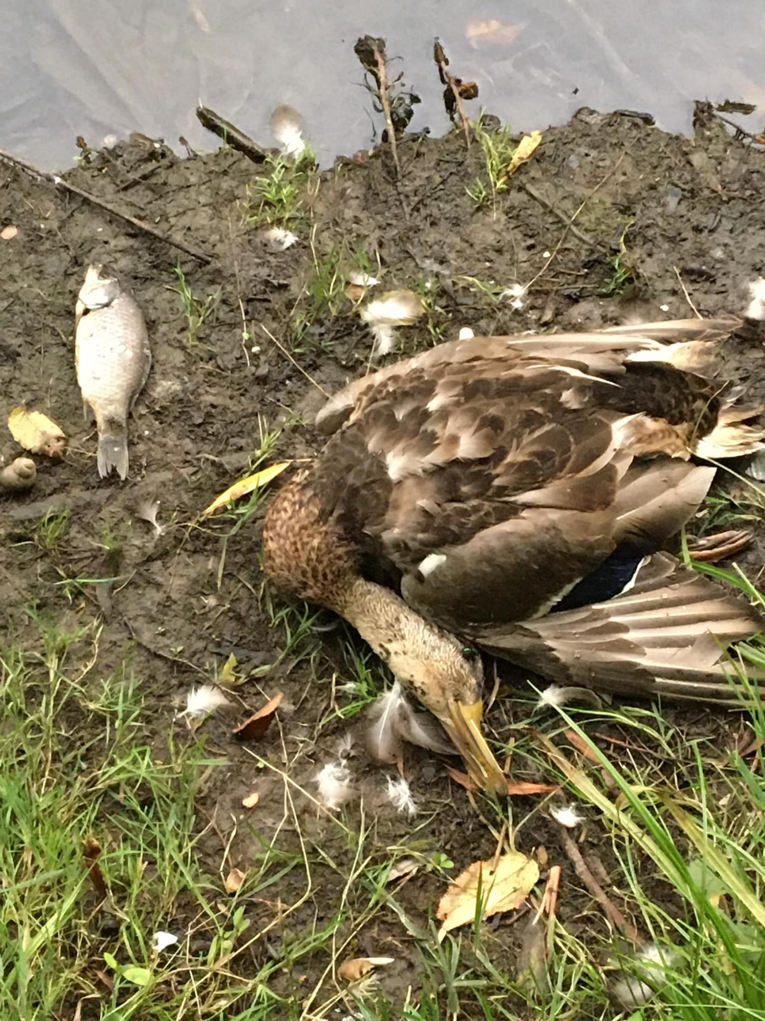 На ставках у Києві масово загинули качки і риба: що сталося (фото)