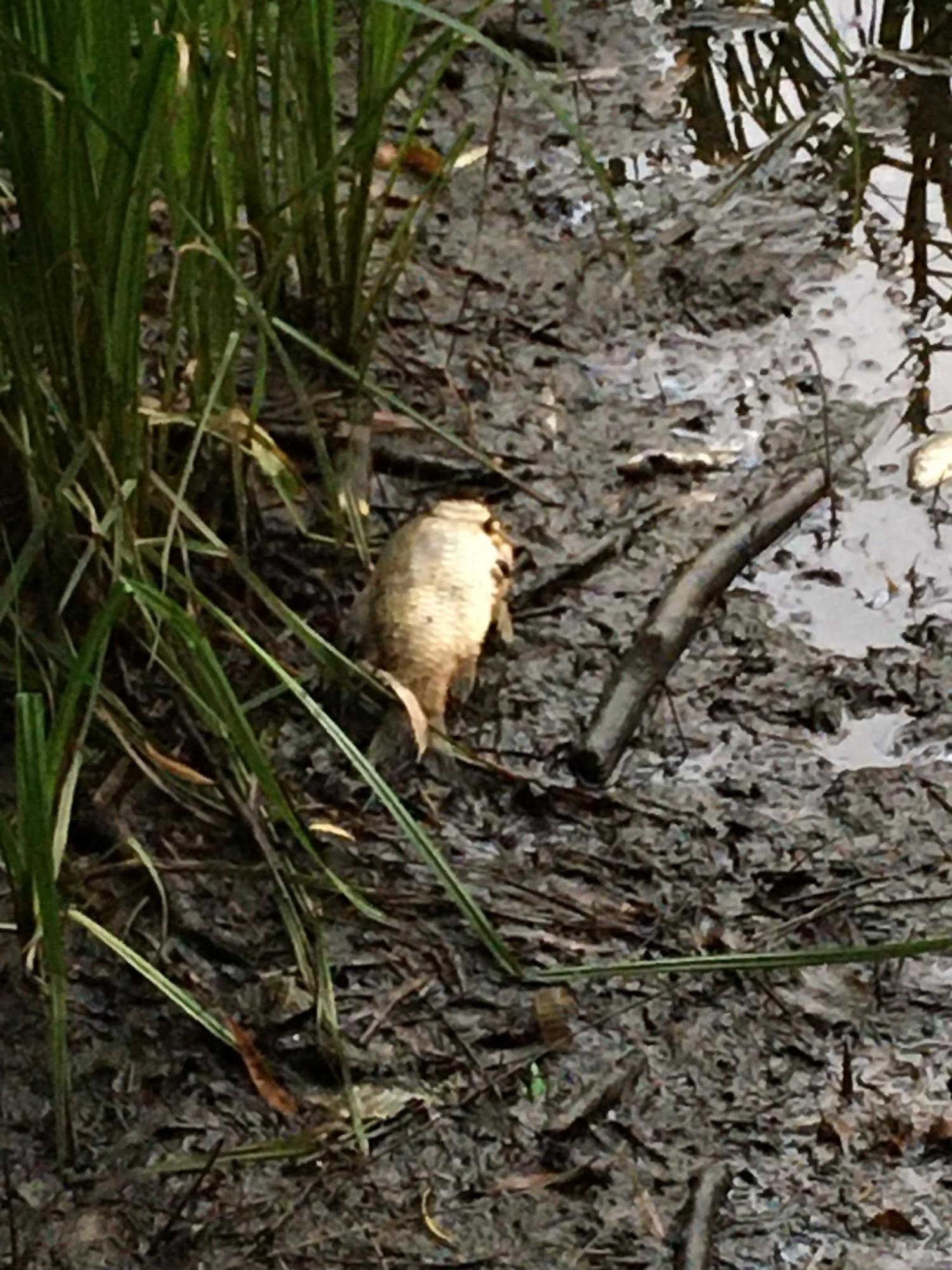 На ставках у Києві масово загинули качки і риба: що сталося (фото)