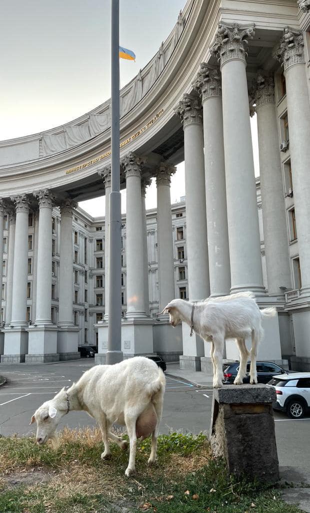 В центре Киева козы паслись возле МИДа: курьезное фото