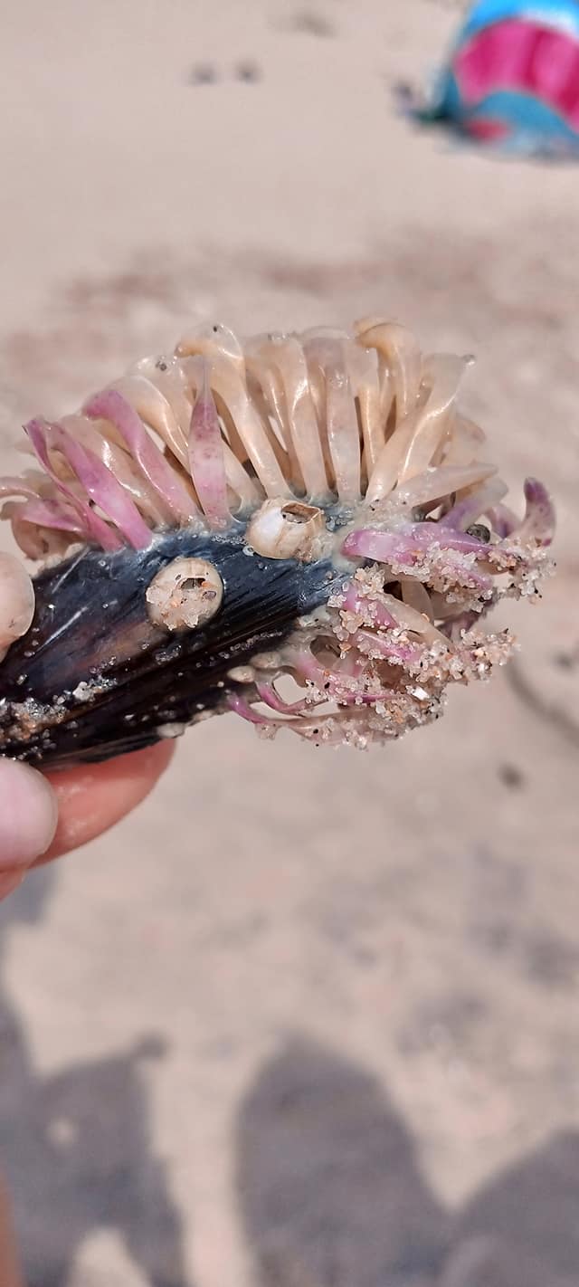 На березі Азовського моря знайшли химерних створінь: що воно таке?! (фото)