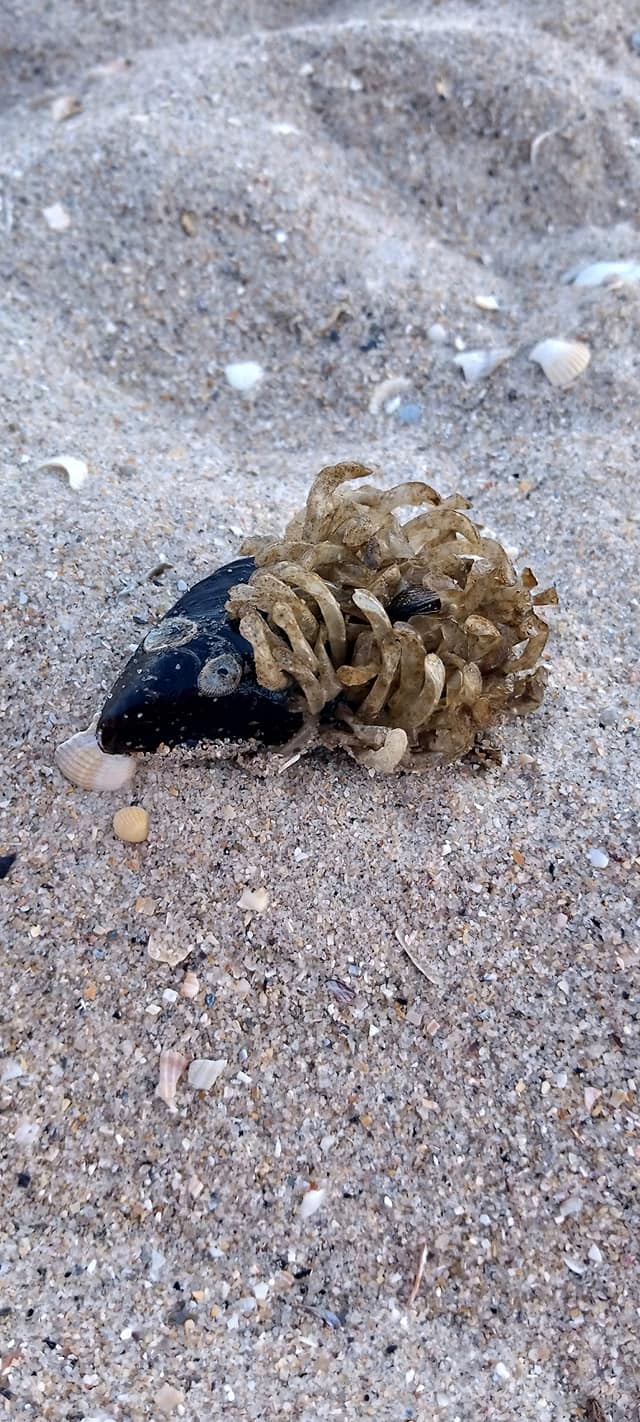 На березі Азовського моря знайшли химерних створінь: що воно таке?! (фото)