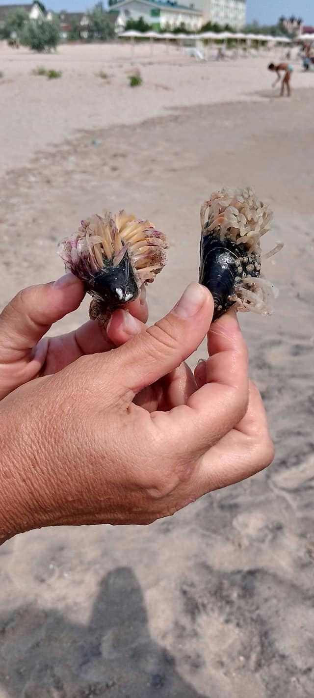 На березі Азовського моря знайшли химерних створінь: що воно таке?! (фото)