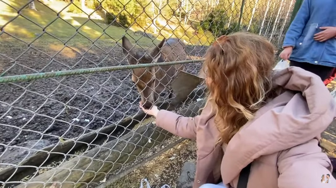 Найстаріший віадук і "оленяча терапія": найкращі місця поруч з Буковелем в одному відео