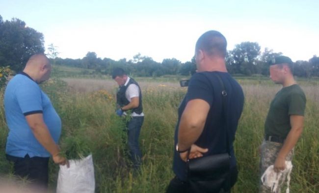 В Киевской области пограничники обнаружили насаждения конопли