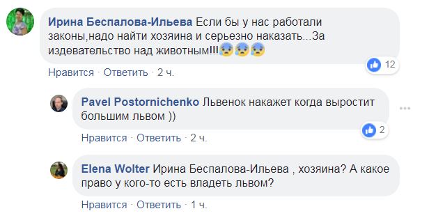 Хижак у місті: в Одесі по вулиці блукало самотнє левеня