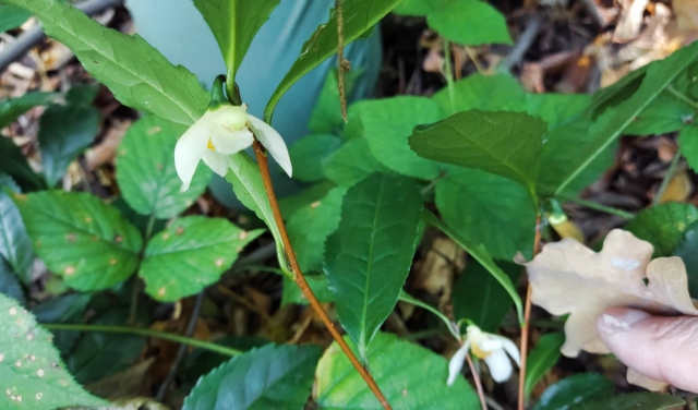 В Украине среди осени зацвел чай на уникальной плантации: яркие фото