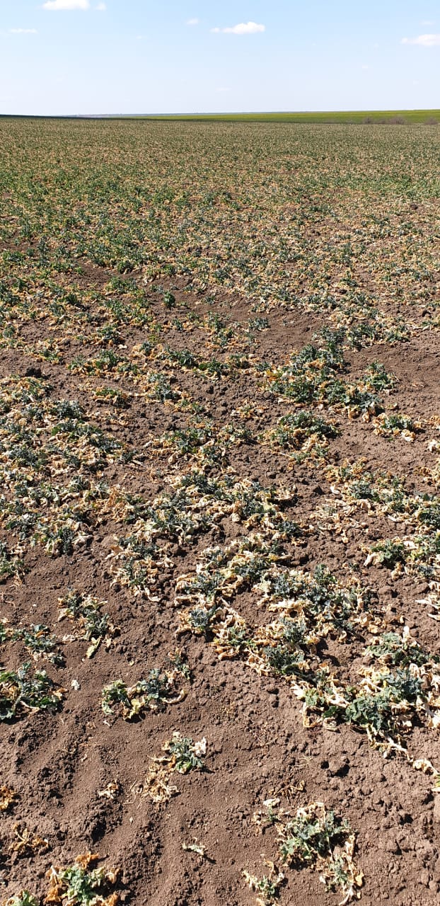 Буде голод: під Одесою люди благають про допомогу