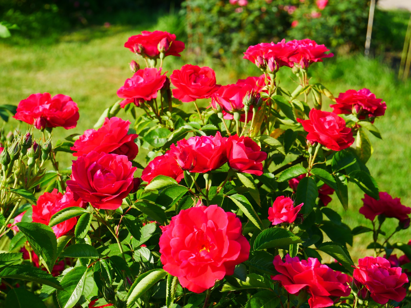 У Києві розпустилися унікальні троянди: неземну красу показали на фото