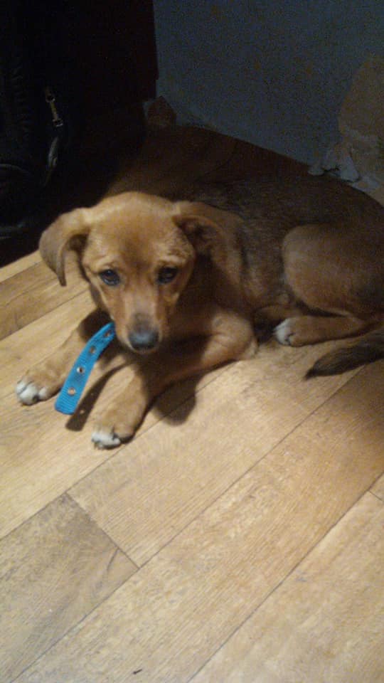 Ожоги и другие травмы: волонтеры показали животных, пострадавших в пожарах под Луганском