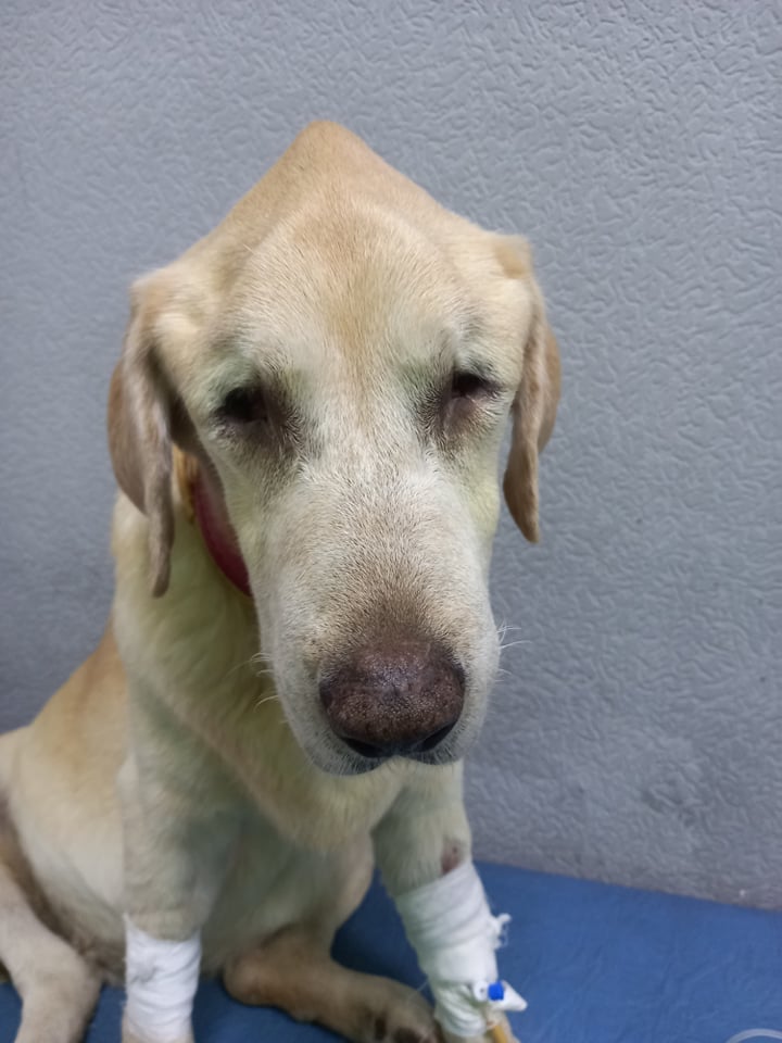 У Запоріжжі чоловік вибив собаці обидва ока, але вона продовжувала любити господаря