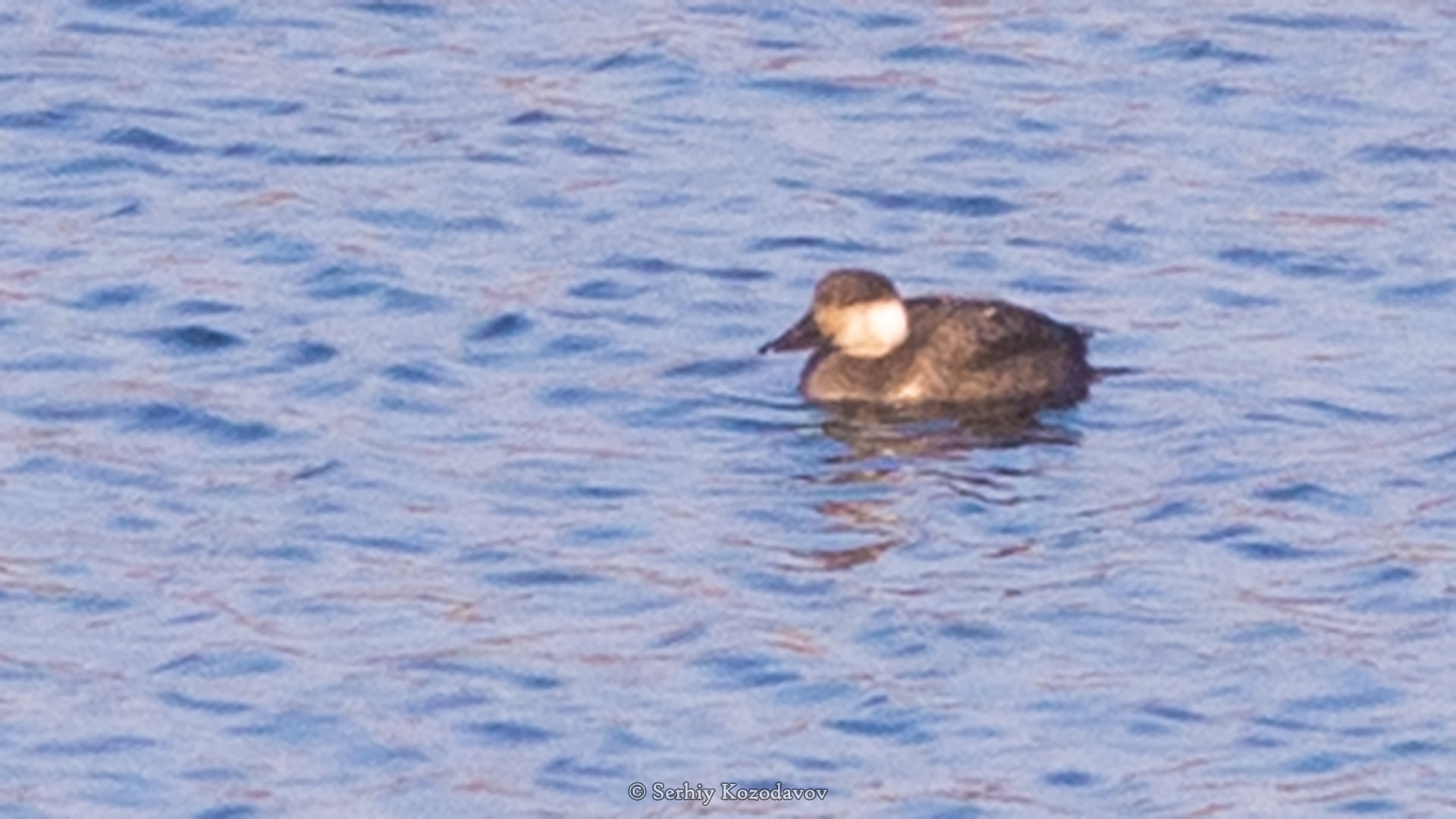 На Хортиці вчені виявили новий вид птахів (фото)
