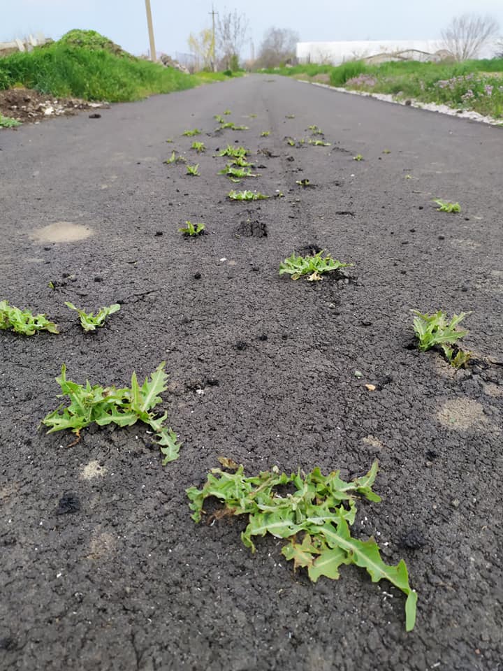 Под Никополем на новой дороге из-под асфальта начала расти трава: фото шокировало сеть