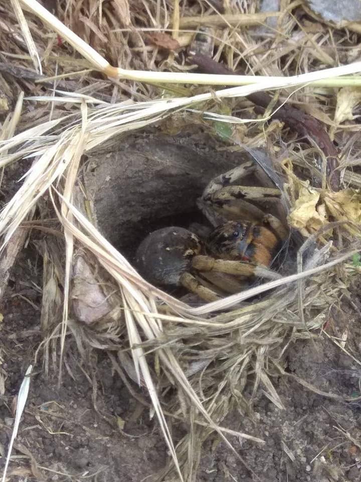 В Днепре на детской площадке обнаружили нору с огромным тарантулом (фото)