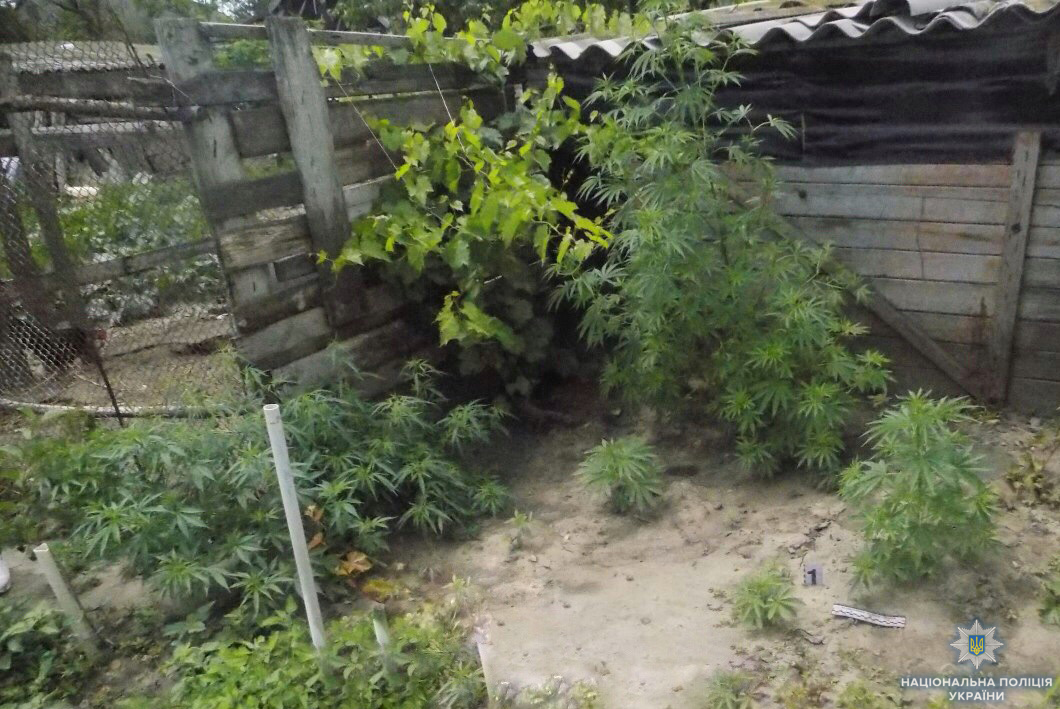 Жителі Одеської області вирощували коноплю в городах