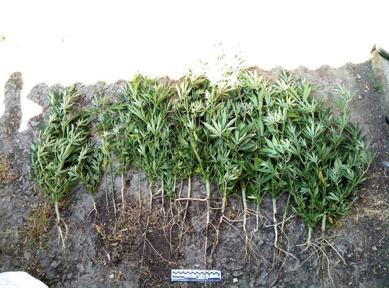 У районі ООС зафіксували 23 випадки збуту наркотиків військовослужбовцям