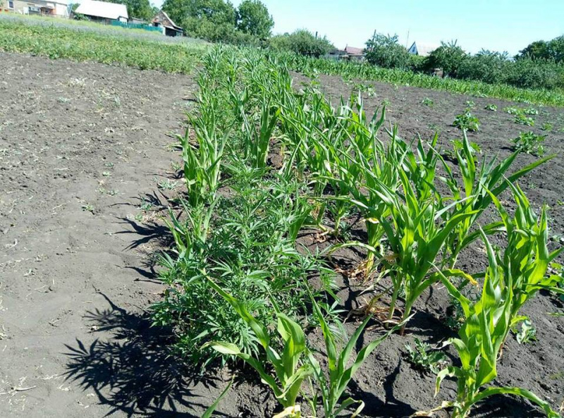 У районі ООС зафіксували 23 випадки збуту наркотиків військовослужбовцям