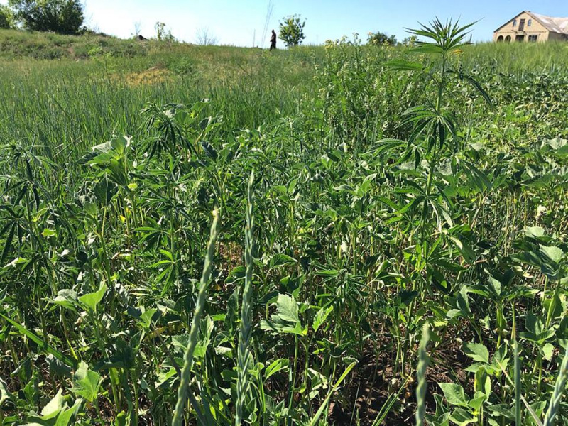 У районі ООС зафіксували 23 випадки збуту наркотиків військовослужбовцям