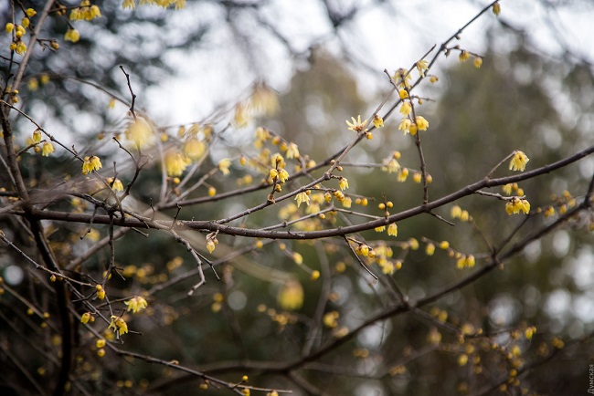 В Одессе из-за аномальной зимы зацвел сад: фантастические фото