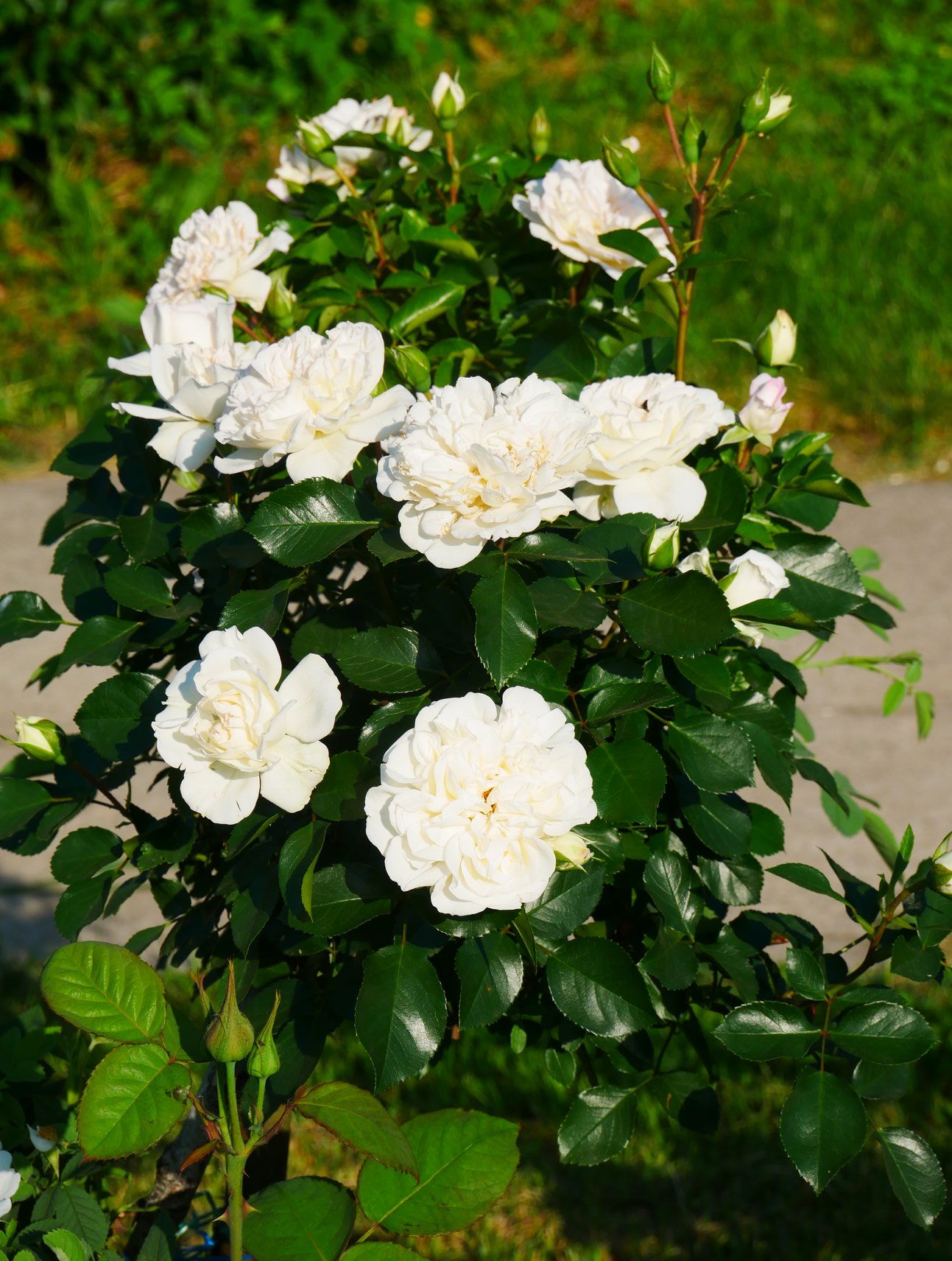 У Києві розпустилися унікальні троянди: неземну красу показали на фото