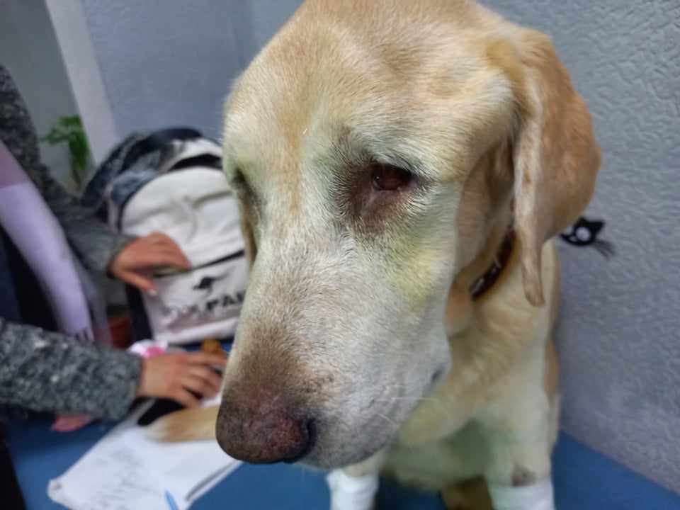 У Запоріжжі чоловік вибив собаці обидва ока, але вона продовжувала любити господаря