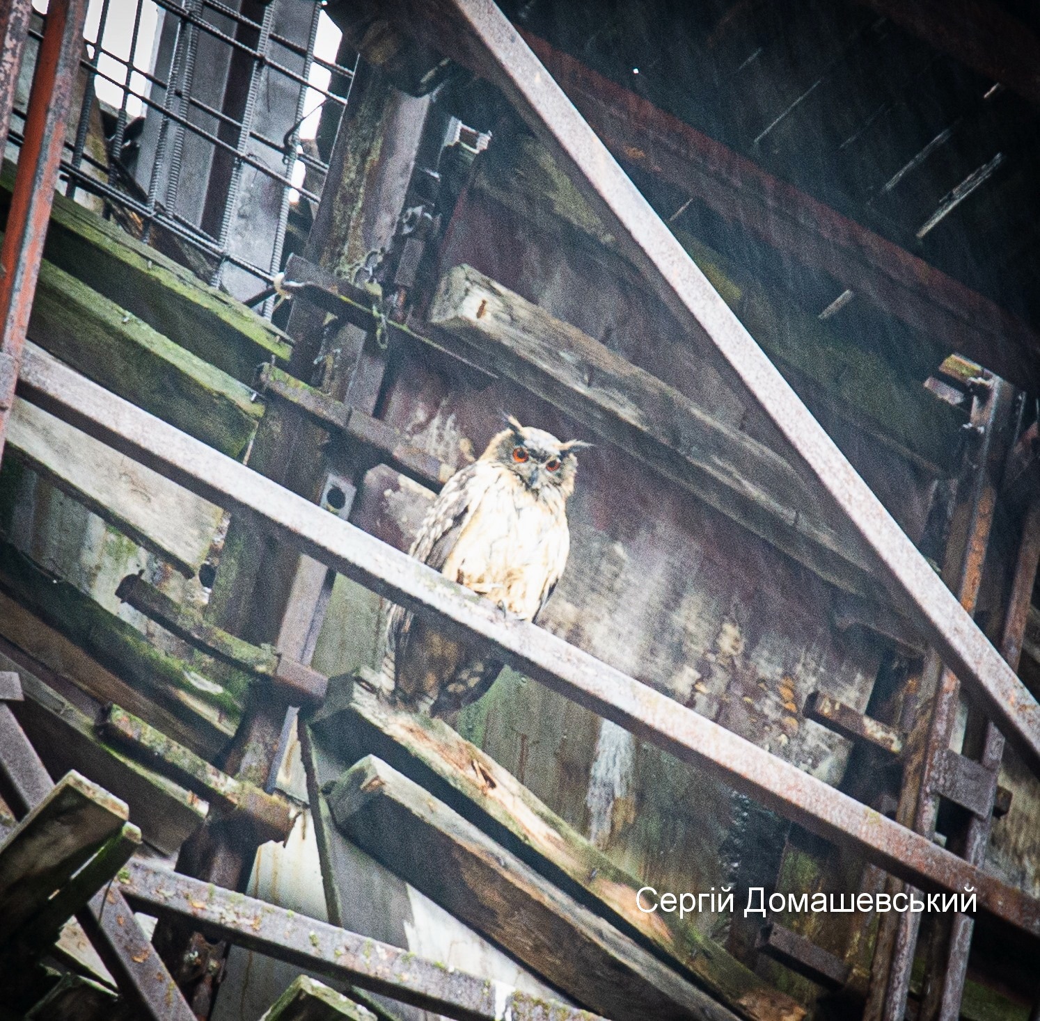 У Чорнобилі величезний хижий птах оселився прямо на градирні ЧАЕС (фото)