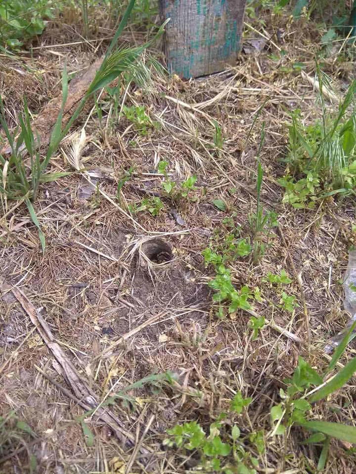 У Дніпрі на дитячому майданчику виявили нору з величезним тарантулом (фото)