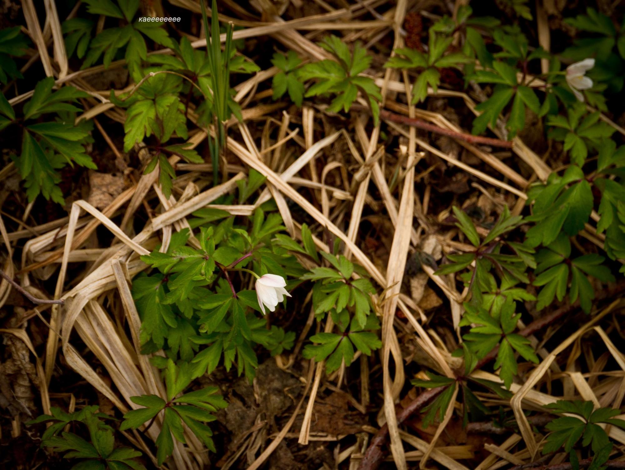 Мир красоты стал пепелищем: потрясающие фото из зоны отчуждения до пожаров