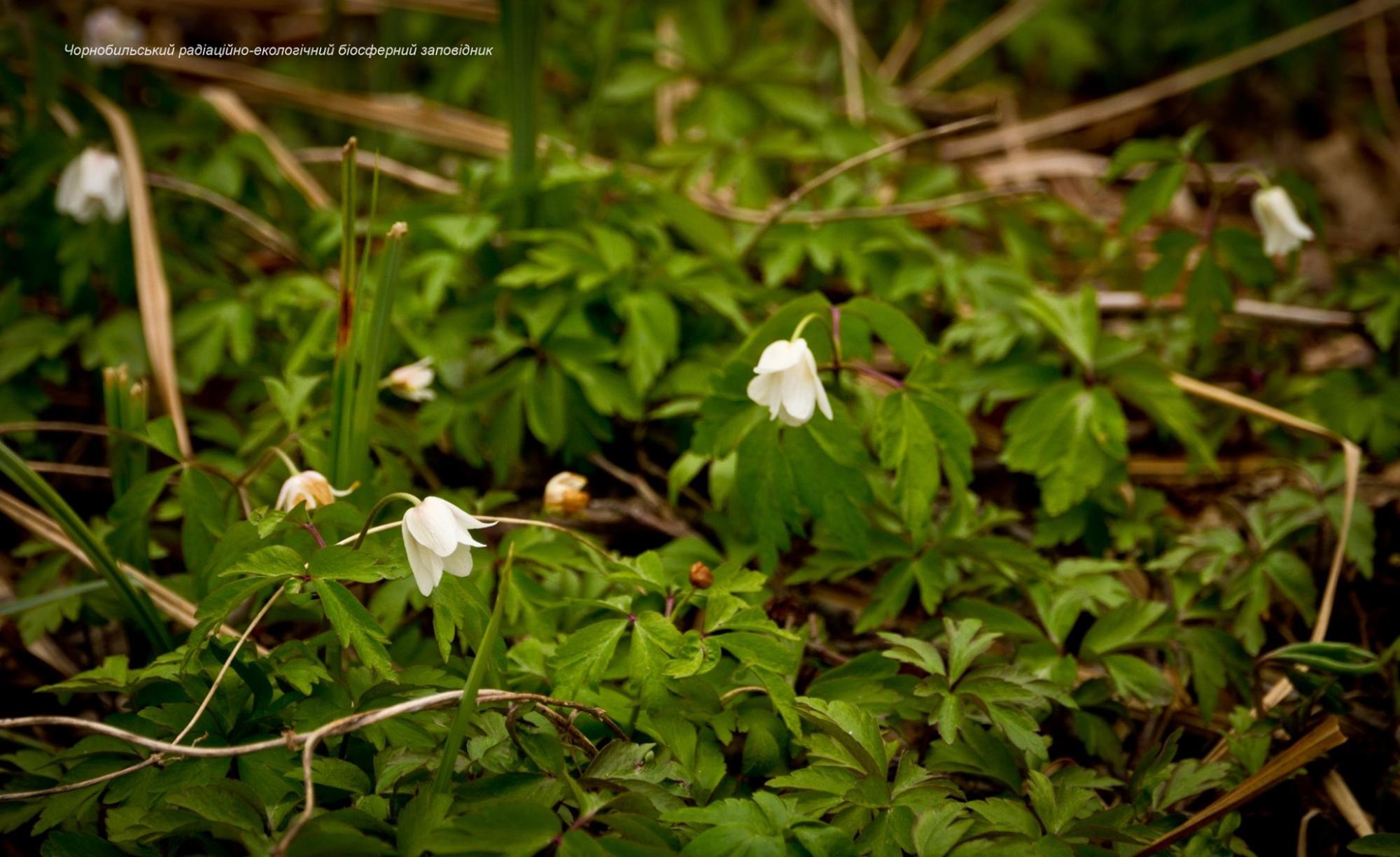 Мир красоты стал пепелищем: потрясающие фото из зоны отчуждения до пожаров