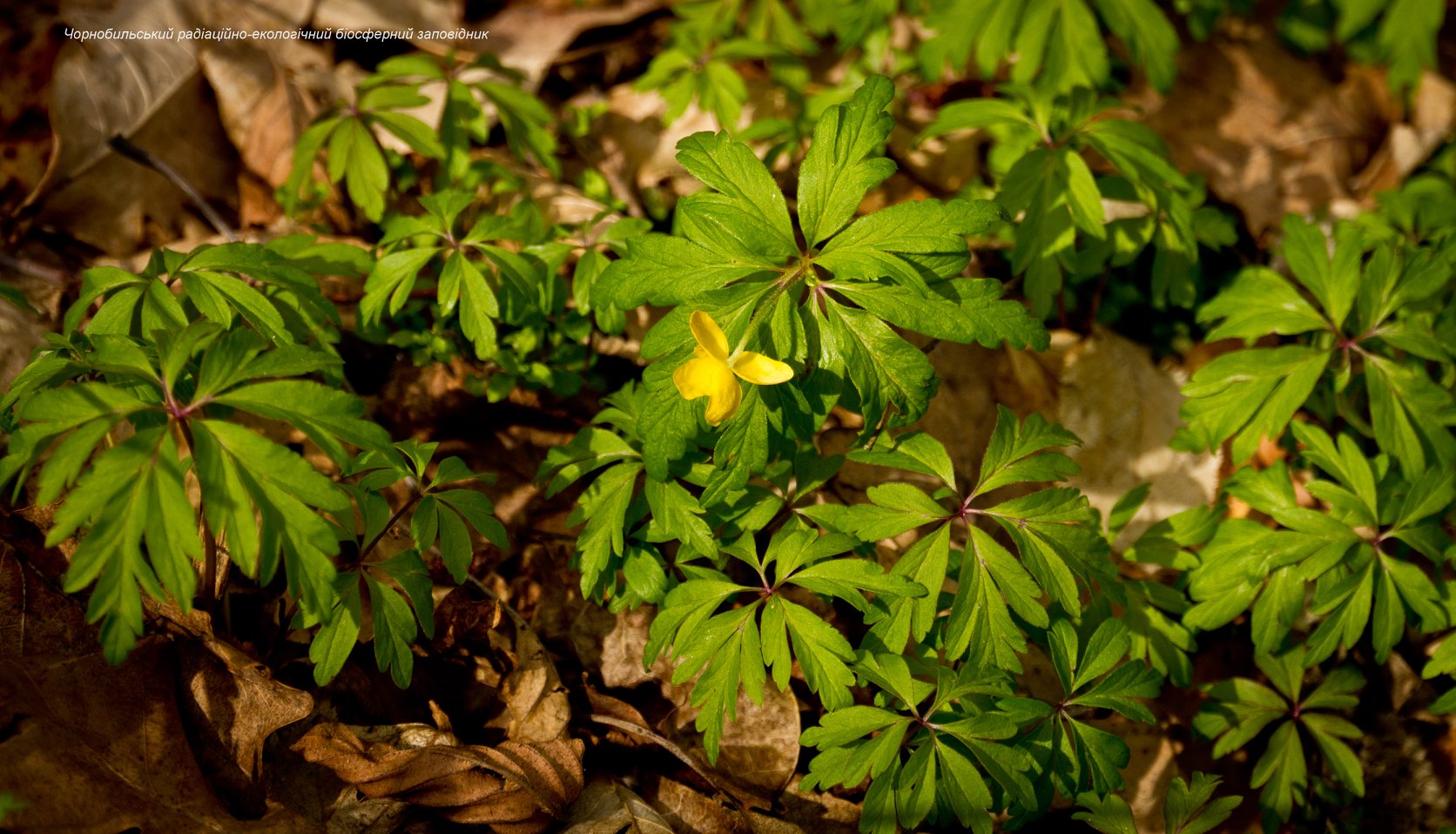 Мир красоты стал пепелищем: потрясающие фото из зоны отчуждения до пожаров
