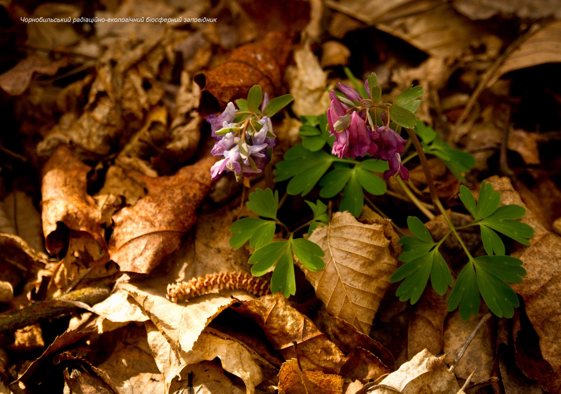 Мир красоты стал пепелищем: потрясающие фото из зоны отчуждения до пожаров