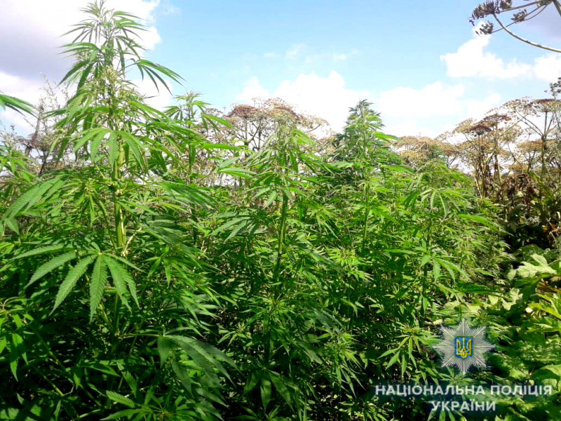 На земельній ділянці жителя Рівненської області виявили плантацію коноплі