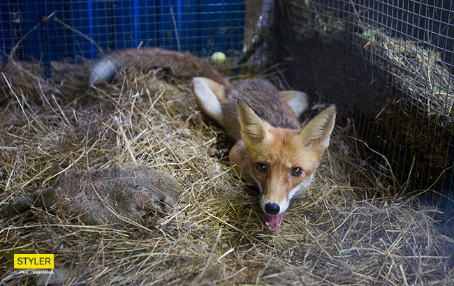 Zoozahisnicya Olesya Kulik Rozpovila Yak Dbaye Pro Bilsh Nizh 300 Tvarin Stajler