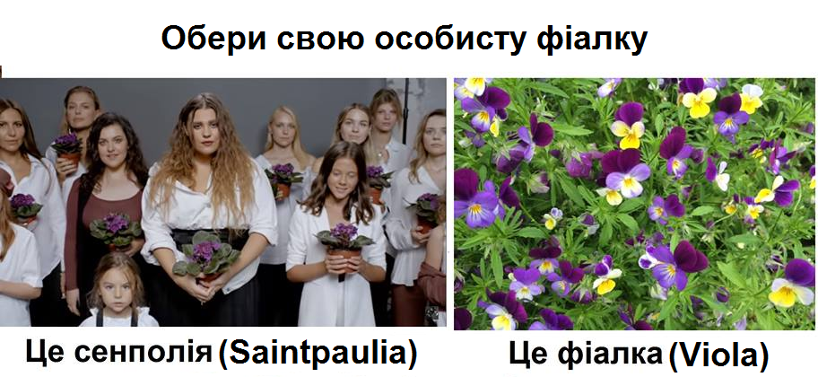 "Не та фиалка": ученые нашли ошибку в клипе группы KAZKA