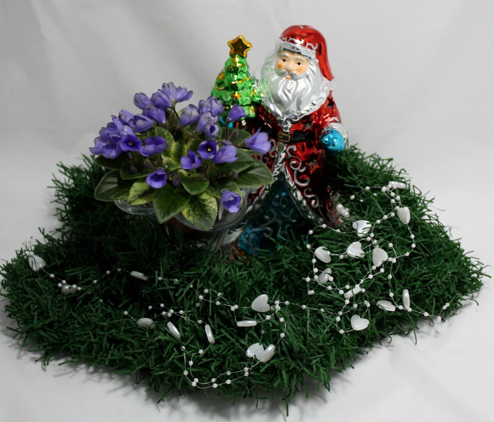 Фиалка расцвела: украинцев пригласили на уникальную выставку