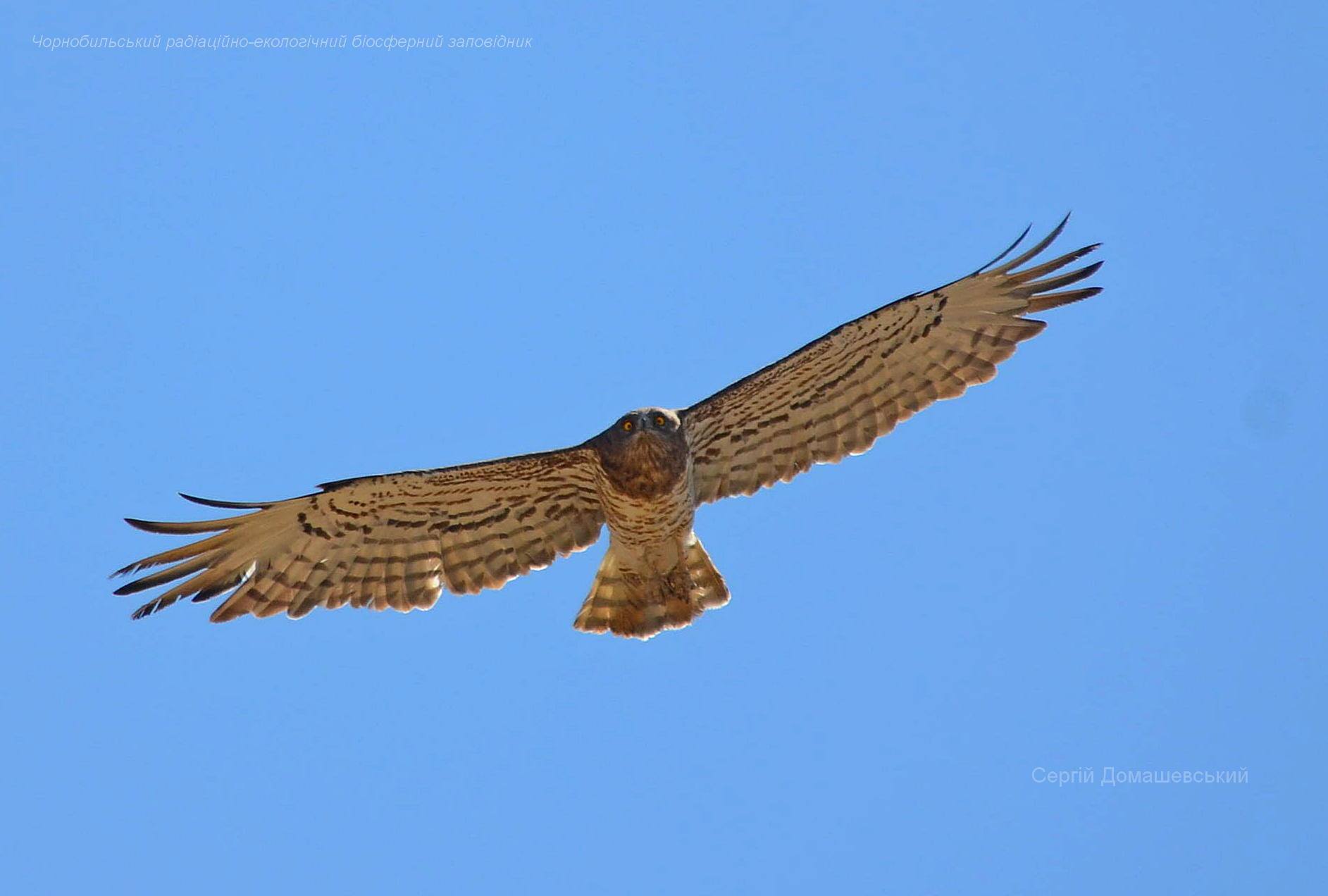 У Чорнобилі показали рідкісного птаха, який ковтає змію цілком