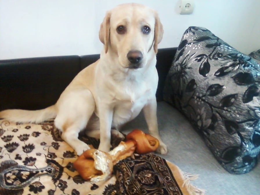 У Запоріжжі чоловік вибив собаці обидва ока, але вона продовжувала любити господаря