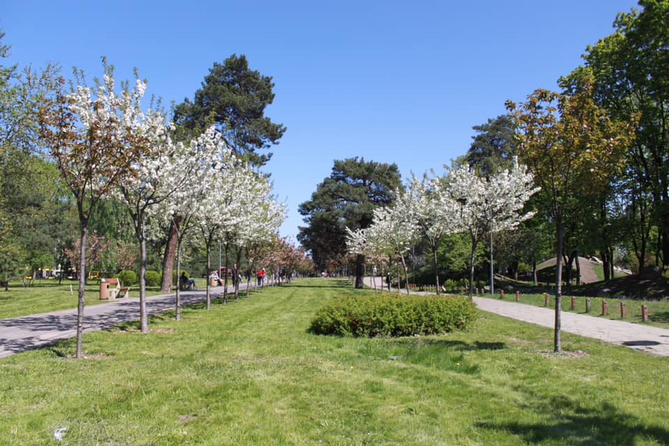 В Киеве зацвела самая длинная аллея сакур Украины: появились красочные фото