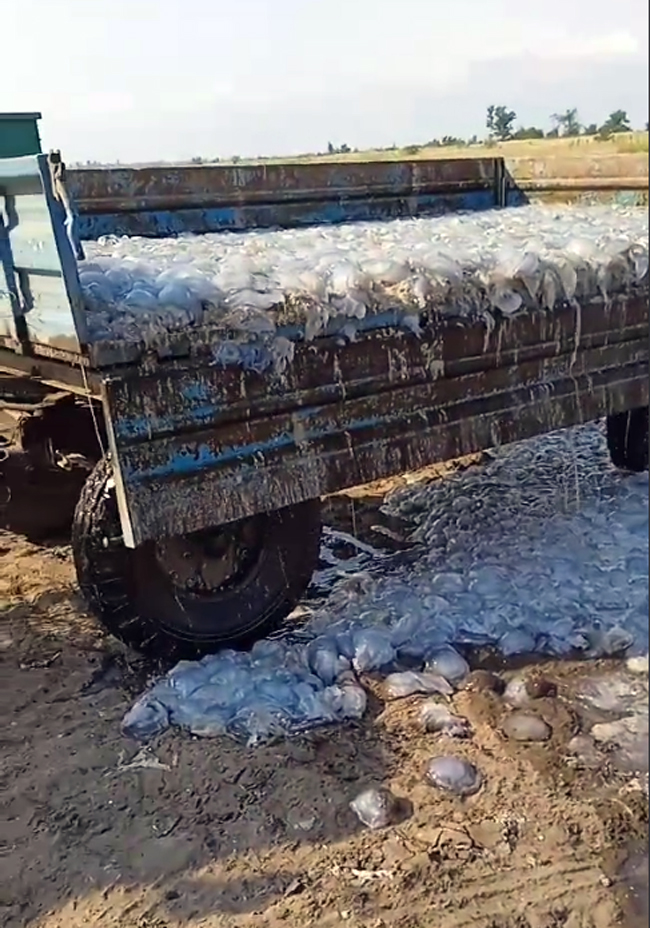 В Кирилловке обиделись на митинги из-за медуз и показали, как решают проблему (видео и фото)