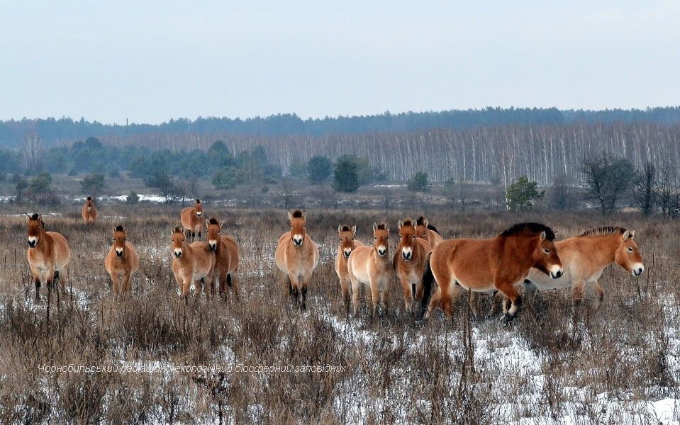 У Чорнобилі коні Пржевальського гинуть у браконьєрських пастках: бездушні циніки!