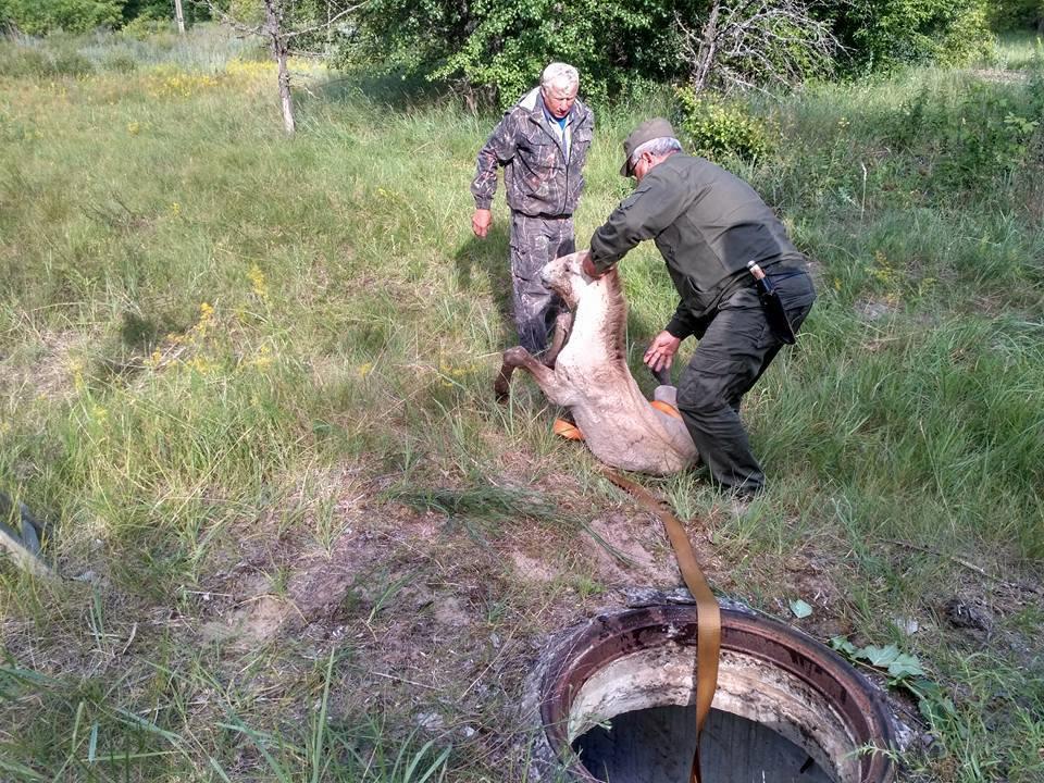 У Чорнобилі коні Пржевальського гинуть у браконьєрських пастках: бездушні циніки!