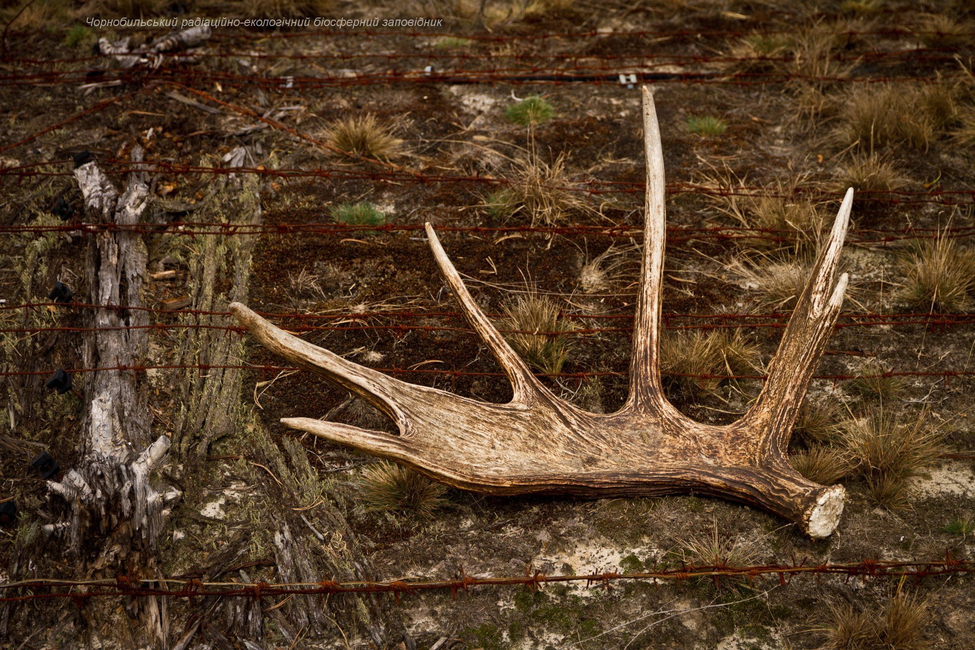 У Чорнобилі коні Пржевальського гинуть у браконьєрських пастках: бездушні циніки!