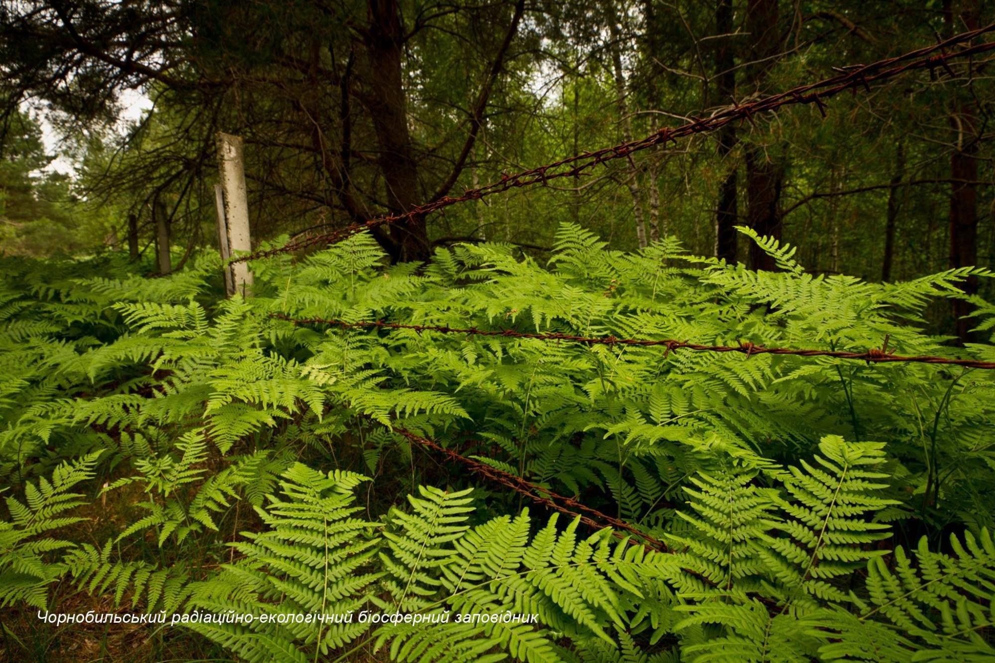 У Чорнобилі коні Пржевальського гинуть у браконьєрських пастках: бездушні циніки!
