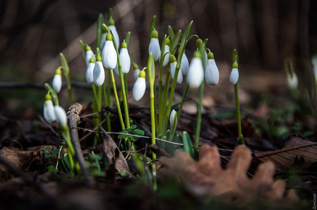 В Одессе из-за аномальной зимы зацвел сад: фантастические фото