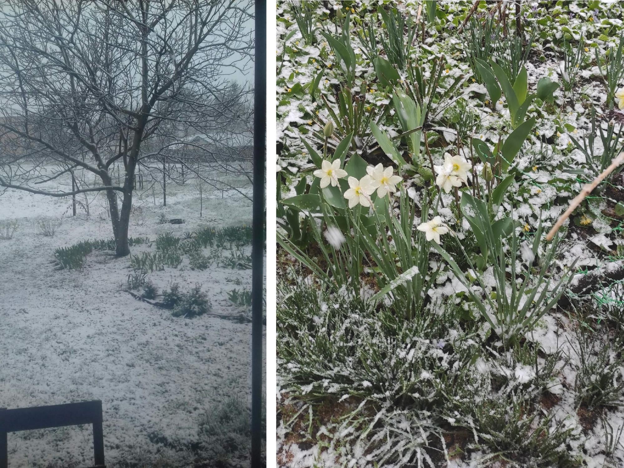 Украину засыпает снегом в конце апреля: фото и видео из разных уголков страны
