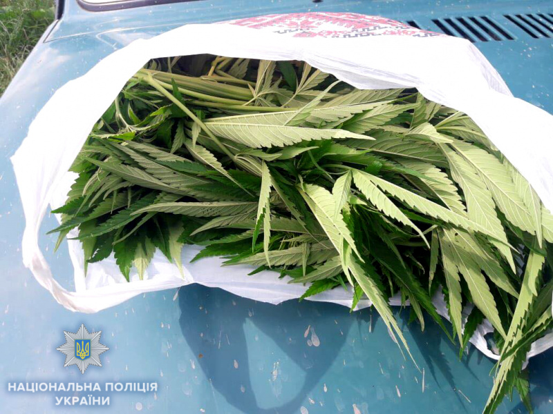 На земельній ділянці жителя Рівненської області виявили плантацію коноплі