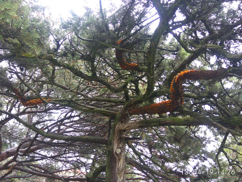 Съедает ржавчина: в Крыму погибают уникальные деревья