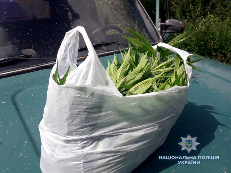 На земельній ділянці жителя Рівненської області виявили плантацію коноплі