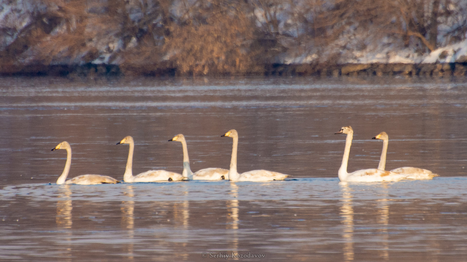 На Хортиці вчені виявили новий вид птахів (фото)